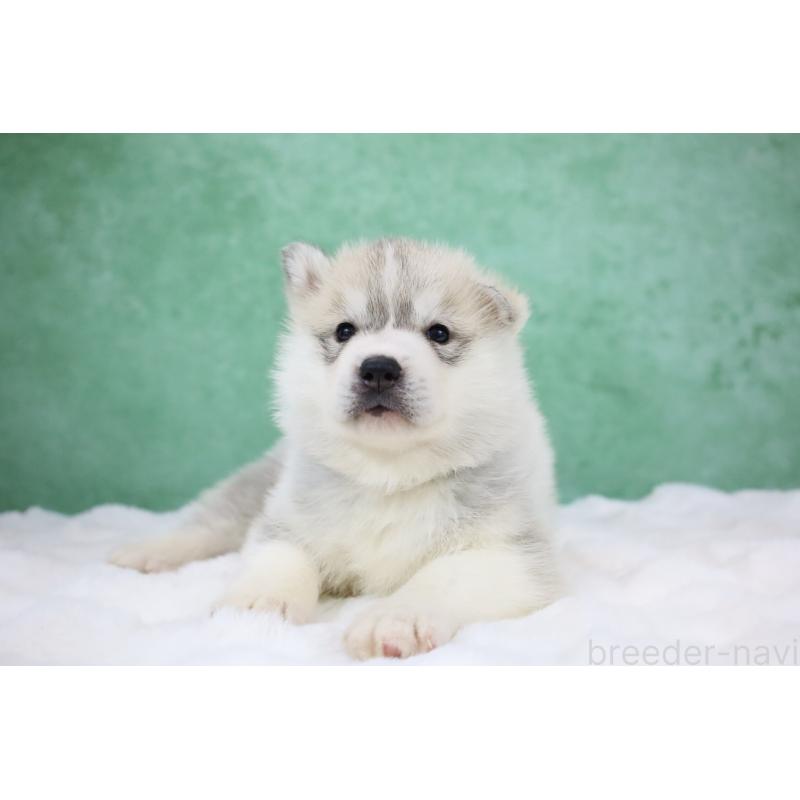 販売中の栃木県のシベリアンハスキー-428257の12枚目