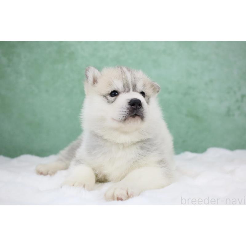 販売中の栃木県のシベリアンハスキー-428257の10枚目