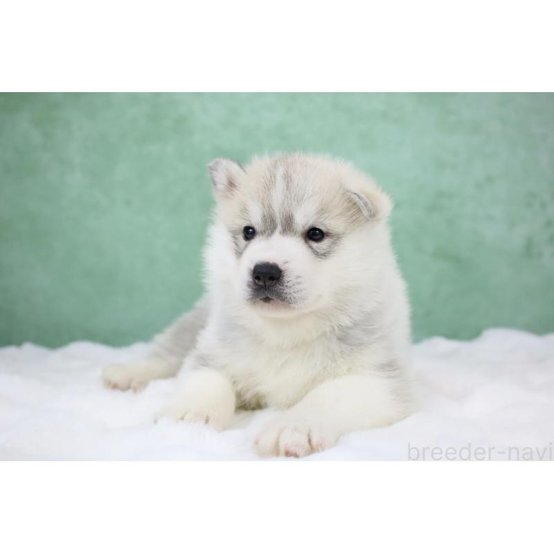 販売中の栃木県のシベリアンハスキー-428257の9枚目