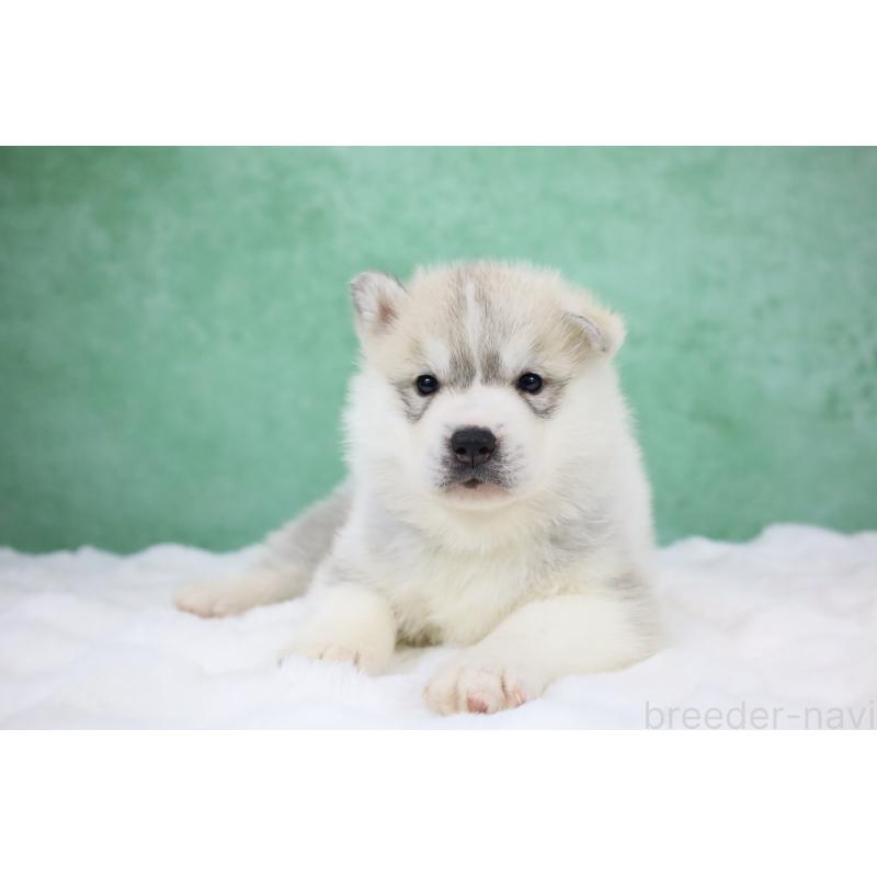 販売中の栃木県のシベリアンハスキー-428257の8枚目