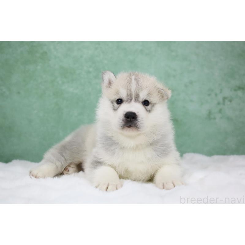 販売中の栃木県のシベリアンハスキー-428257