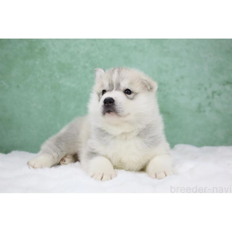 販売中の栃木県のシベリアンハスキー-428257の6枚目