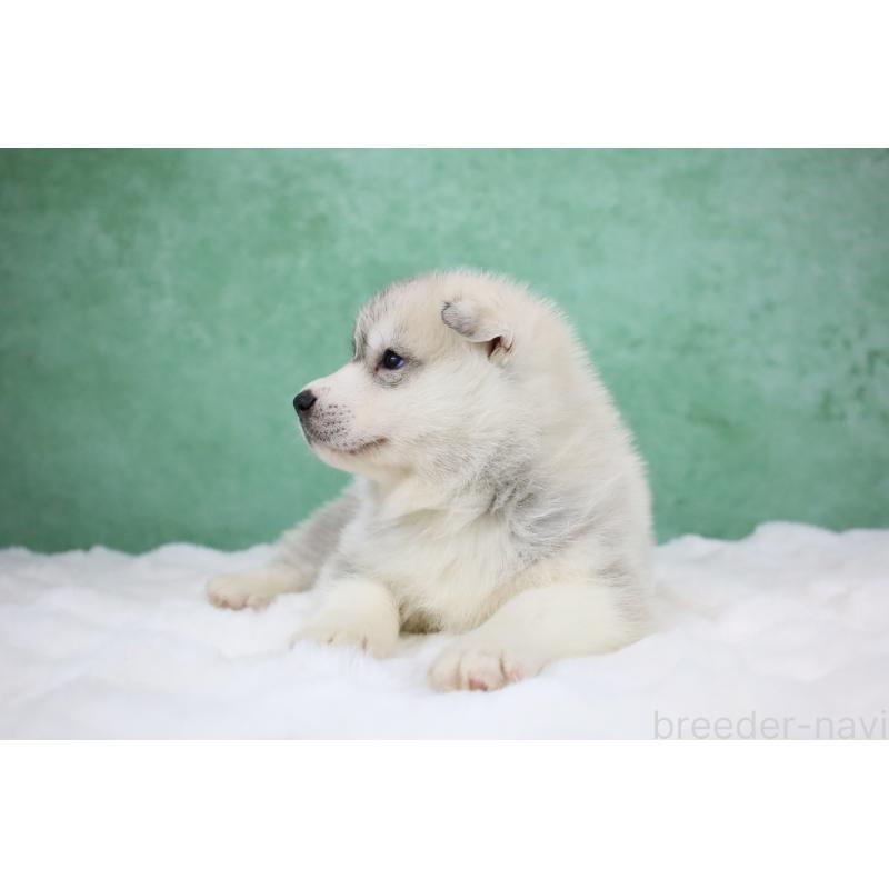 販売中の栃木県のシベリアンハスキー-428257の5枚目