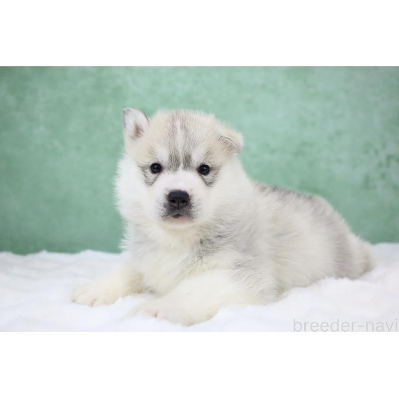 販売中の栃木県のシベリアンハスキー-428257の4枚目