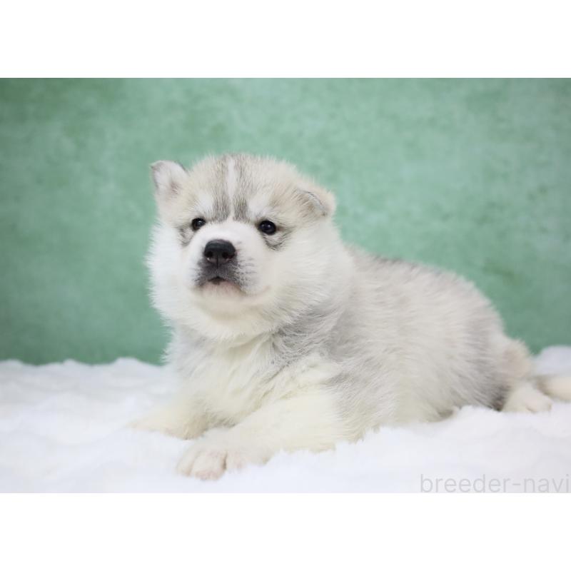 販売中の栃木県のシベリアンハスキー-428257の2枚目