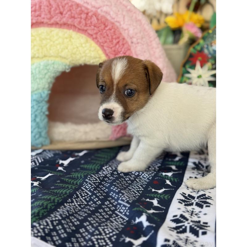 成約済の宮崎県のジャックラッセルテリア-425127の14枚目