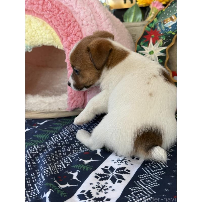 成約済の宮崎県のジャックラッセルテリア-425127の13枚目