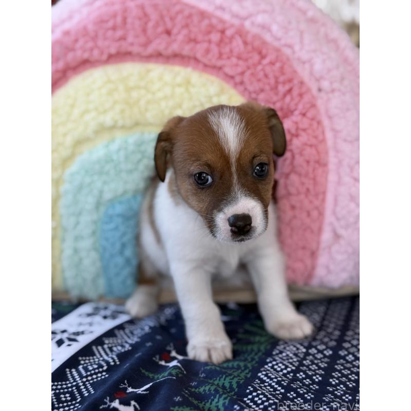 成約済の宮崎県のジャックラッセルテリア-425127の12枚目