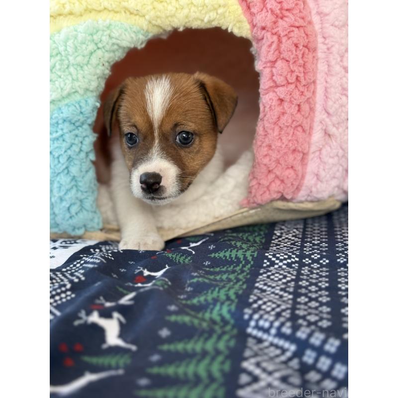 成約済の宮崎県のジャックラッセルテリア-425127の11枚目