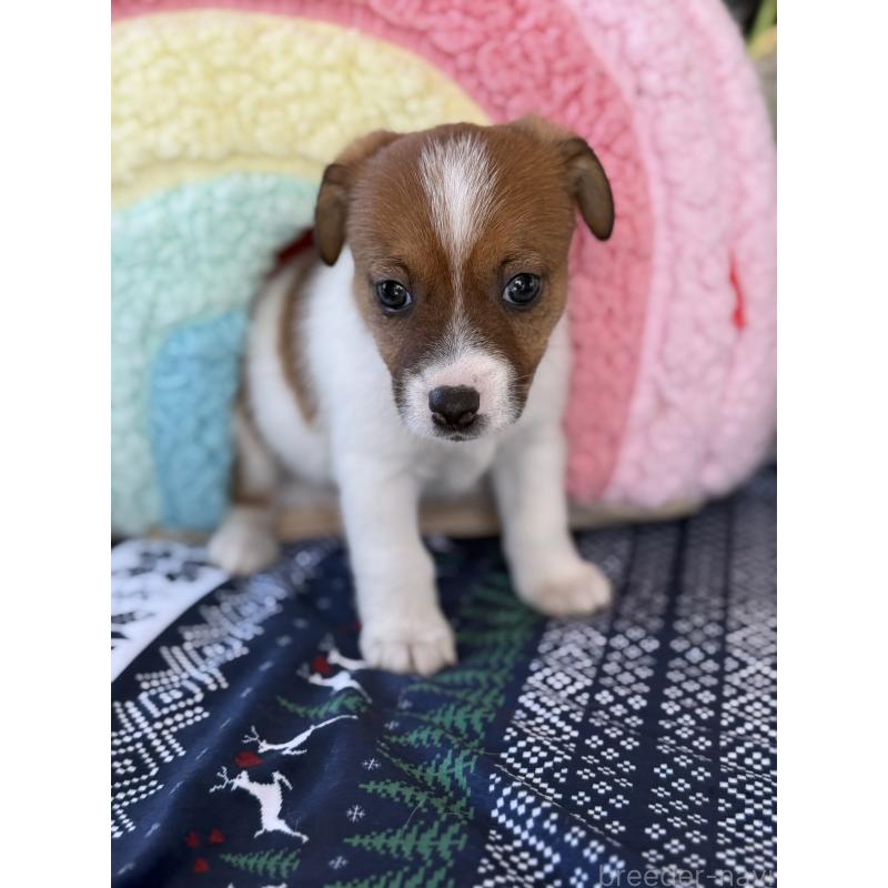 成約済の宮崎県のジャックラッセルテリア-425127の10枚目