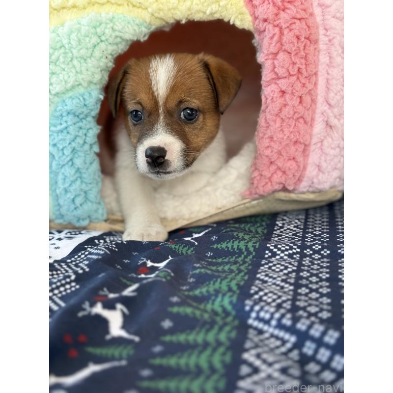 成約済の宮崎県のジャックラッセルテリア-425127の9枚目