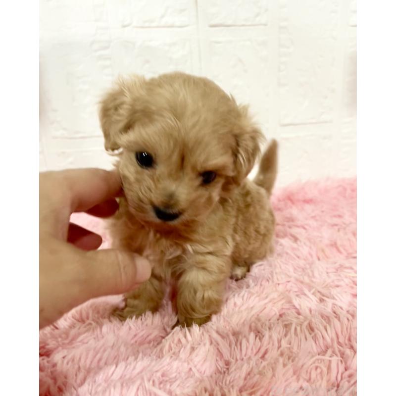 販売中の北海道のミックス犬-428091の1枚目