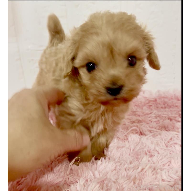 販売中の北海道のミックス犬-428091の14枚目