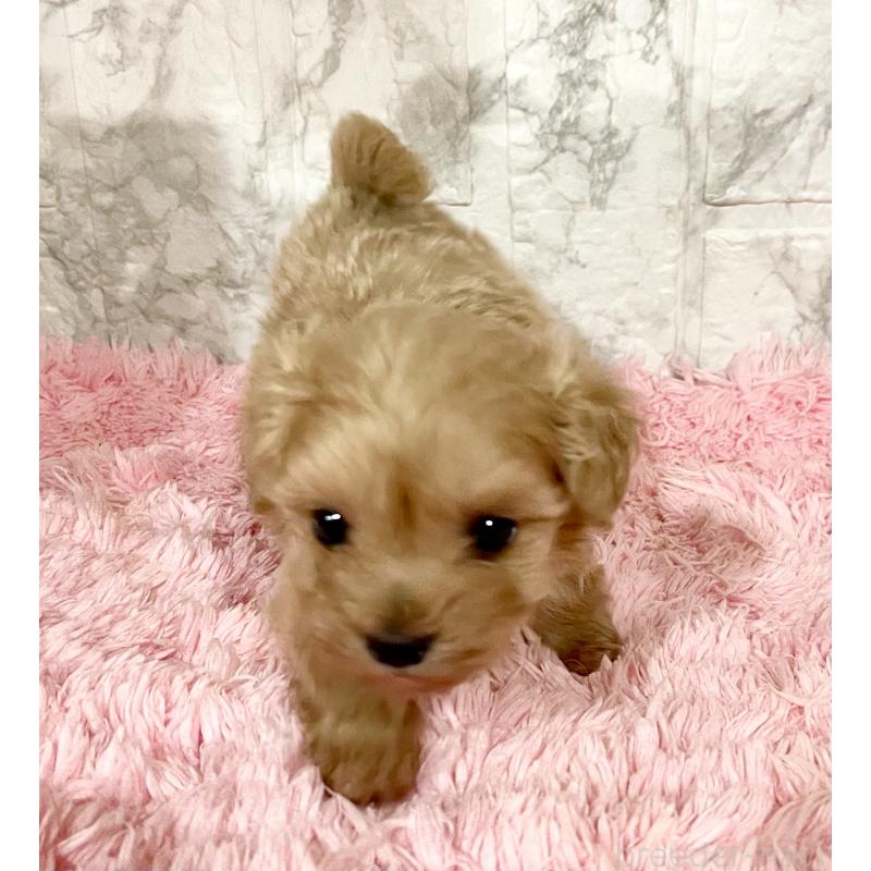 販売中の北海道のミックス犬-428091の13枚目