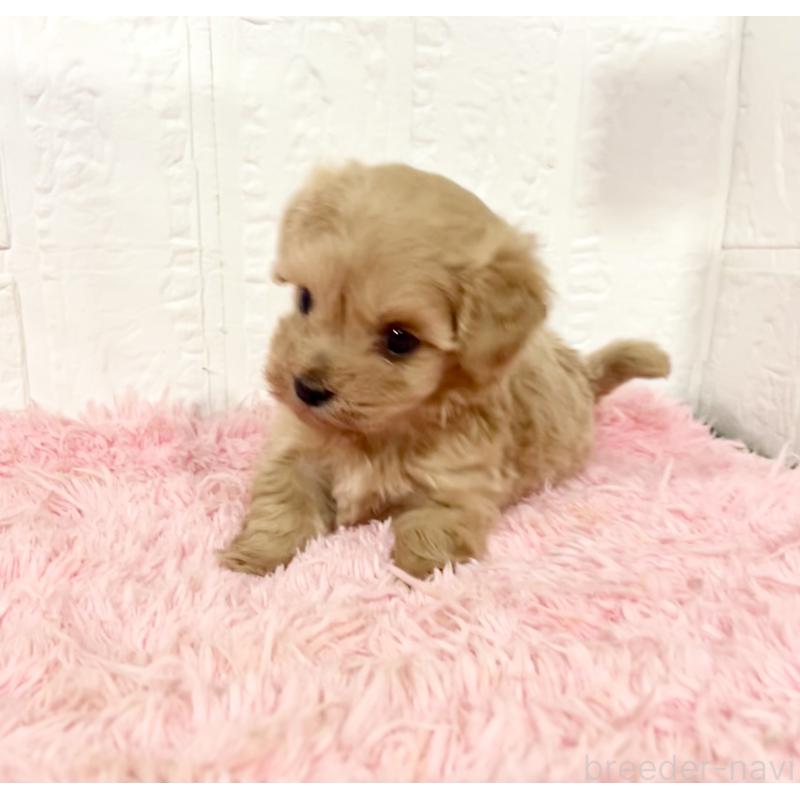 販売中の北海道のミックス犬-428091の11枚目