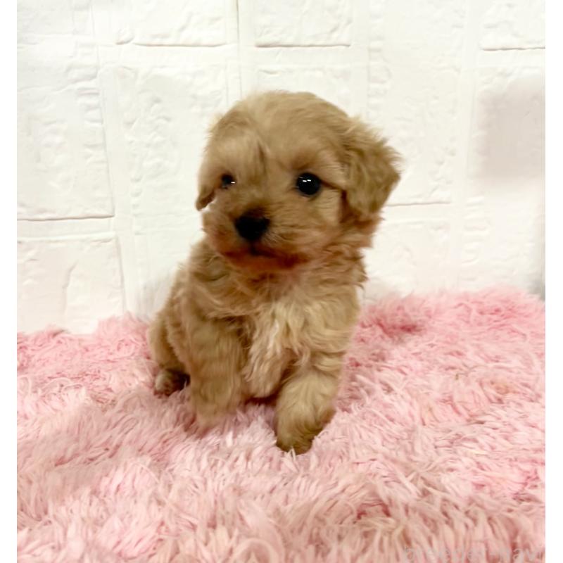 販売中の北海道のミックス犬-428091の10枚目