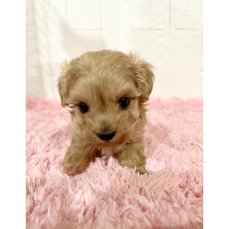 販売中の北海道のミックス犬-428091の9枚目