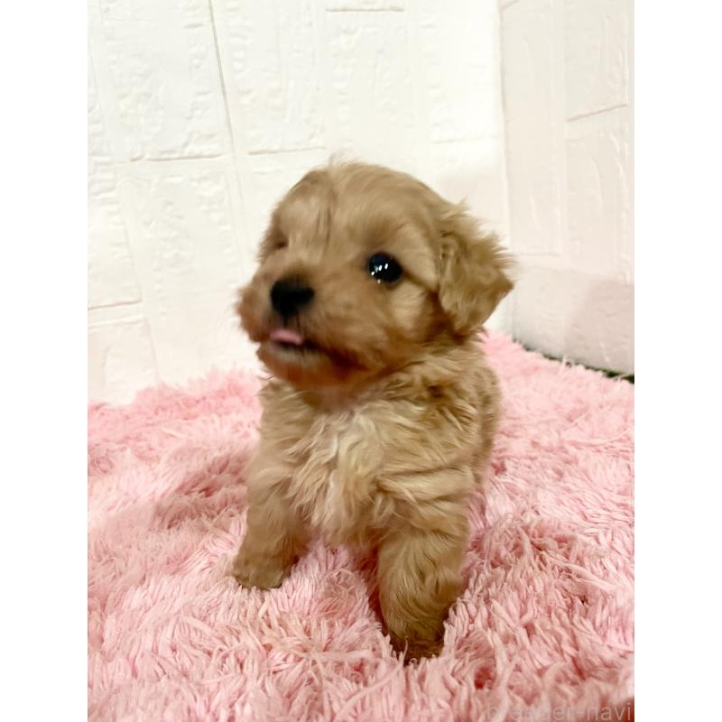 販売中の北海道のミックス犬-428091の8枚目