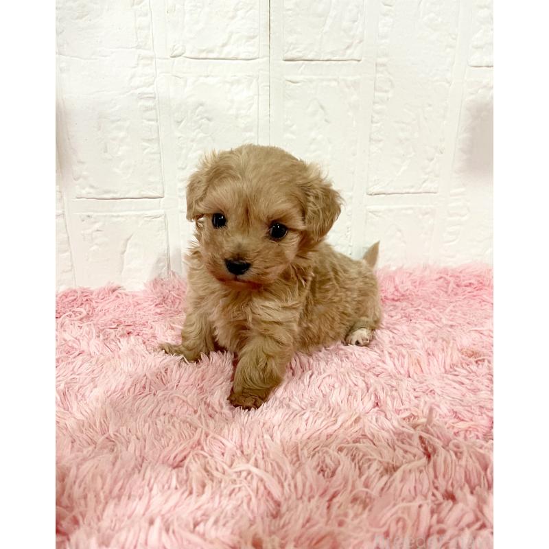 販売中の北海道のミックス犬-428091の7枚目