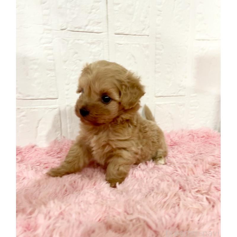 販売中の北海道のミックス犬-428091の5枚目