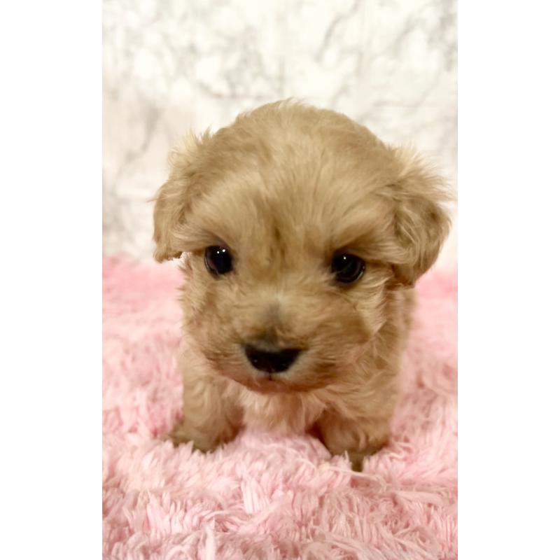 販売中の北海道のミックス犬-428091の4枚目