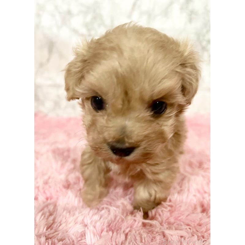 販売中の北海道のミックス犬-428091の3枚目