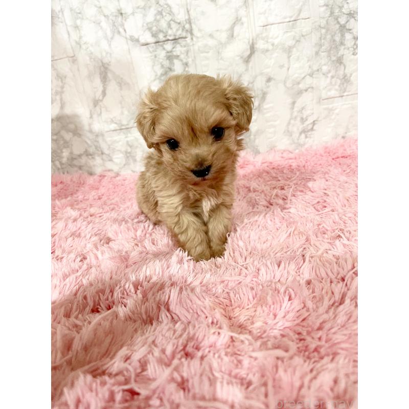 販売中の北海道のミックス犬-428091の2枚目