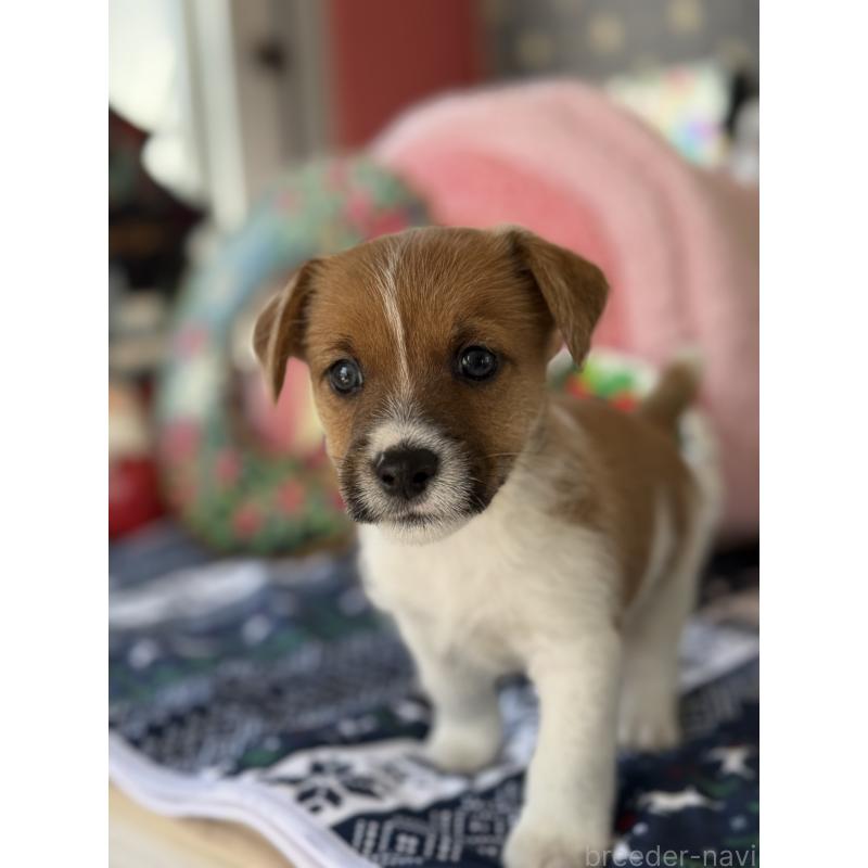 販売中の宮崎県のジャックラッセルテリア-425121の8枚目