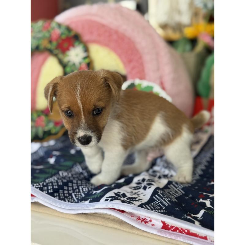 販売中の宮崎県のジャックラッセルテリア-425121の7枚目