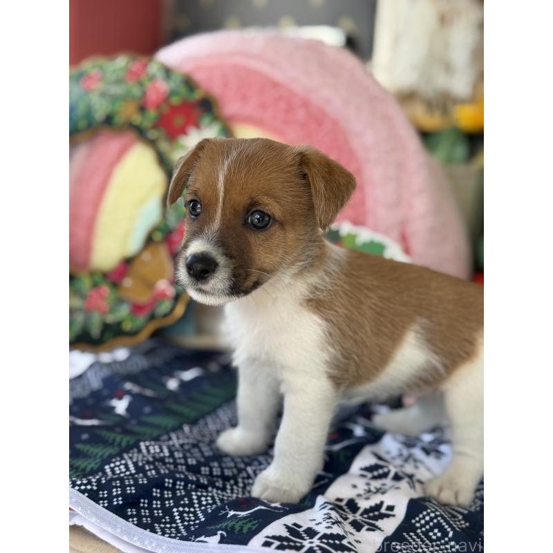 販売中の宮崎県のジャックラッセルテリア-425121の6枚目