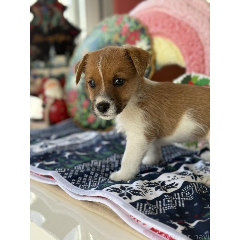 販売中の宮崎県のジャックラッセルテリア-425121の4枚目