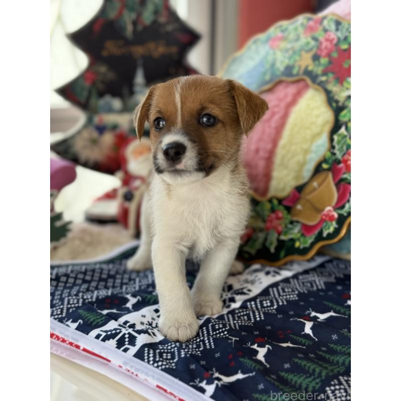 販売中の宮崎県のジャックラッセルテリア-425121の3枚目