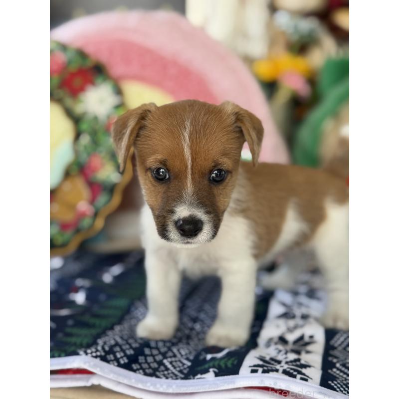 販売中の宮崎県のジャックラッセルテリア-425121の2枚目