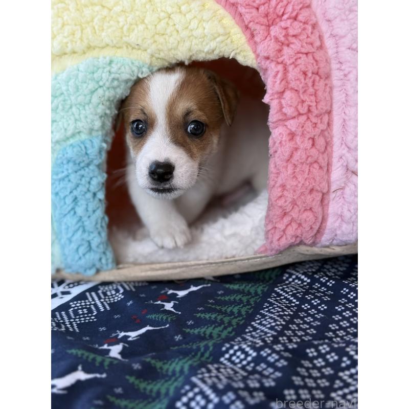 成約済の宮崎県のジャックラッセルテリア-423788の15枚目