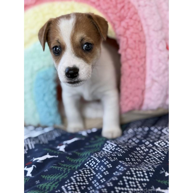 成約済の宮崎県のジャックラッセルテリア-423788の13枚目