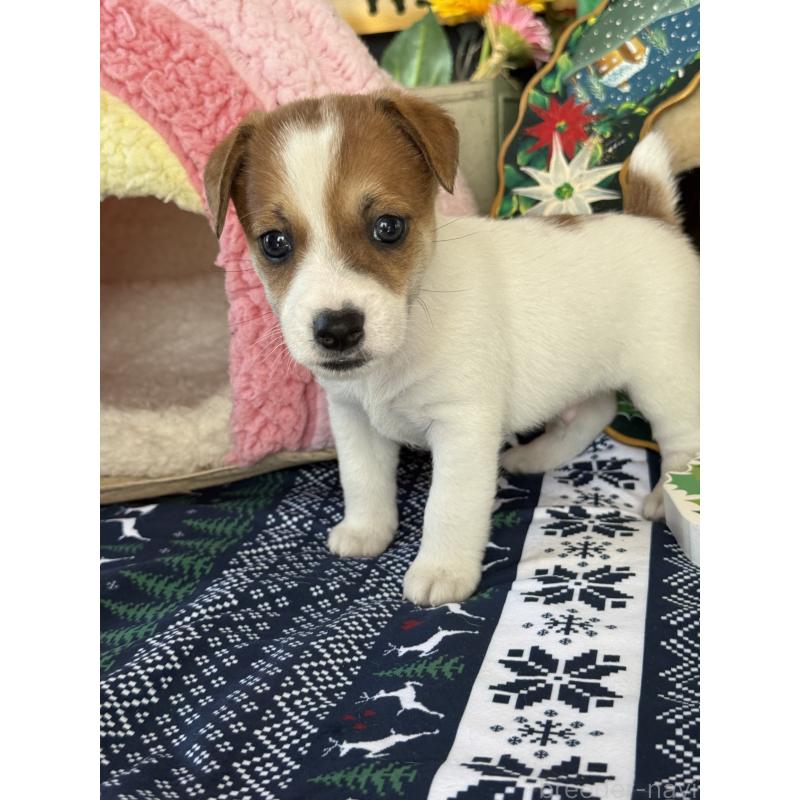 成約済の宮崎県のジャックラッセルテリア-423788の12枚目