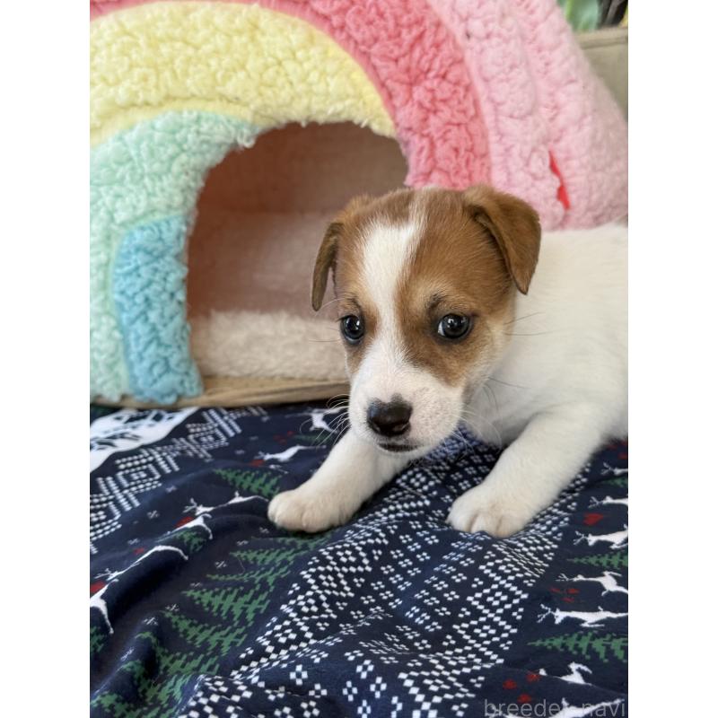 成約済の宮崎県のジャックラッセルテリア-423788の11枚目