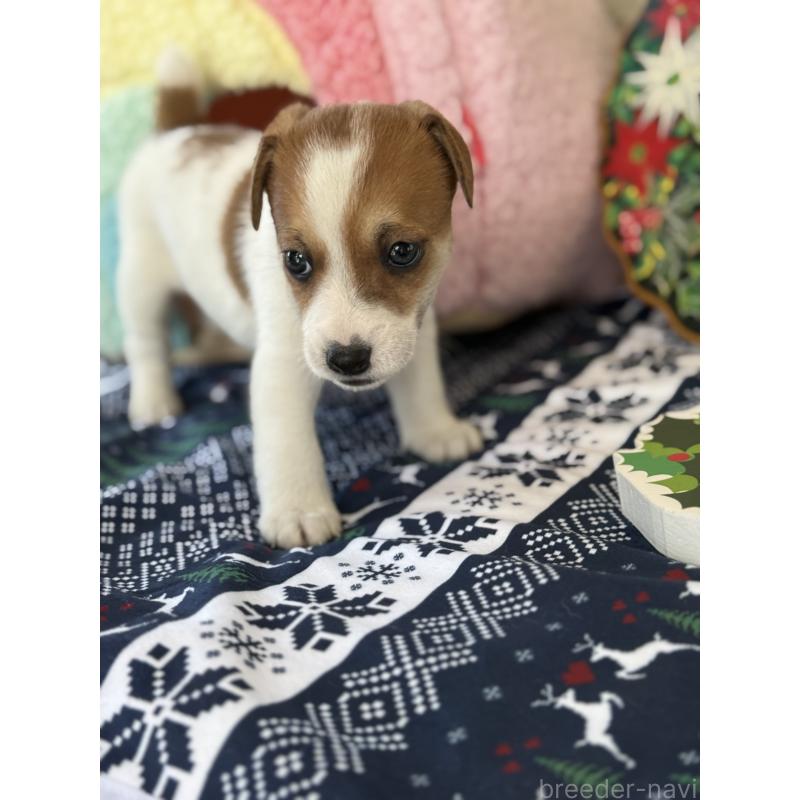 成約済の宮崎県のジャックラッセルテリア-423788の10枚目