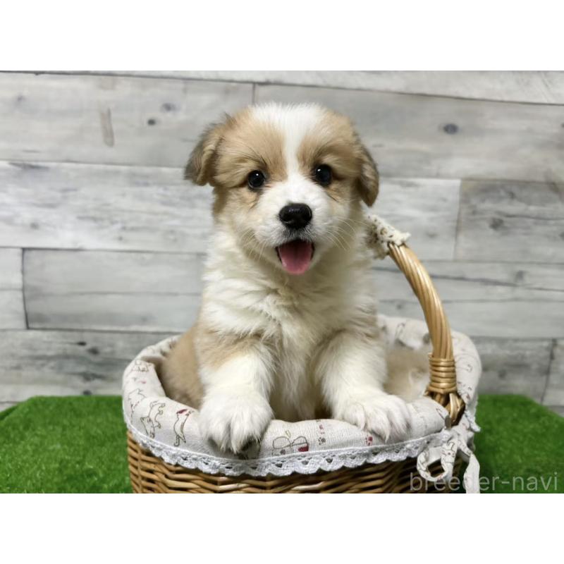 販売中の茨城県のウェルシュコーギーペンブローク-428260の5枚目