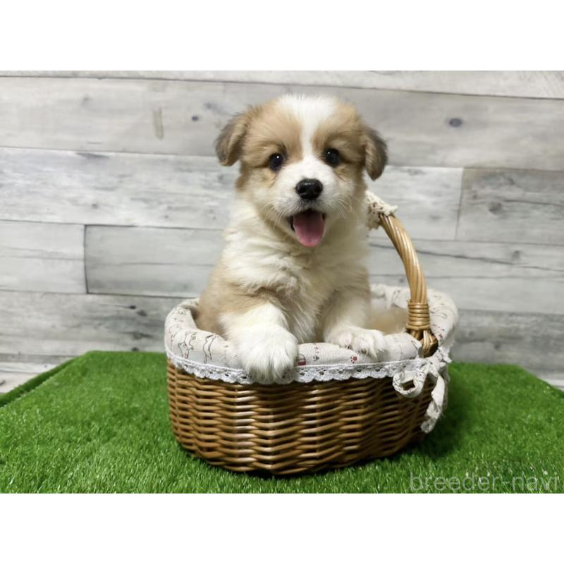 販売中の茨城県のウェルシュコーギーペンブローク-428260の4枚目