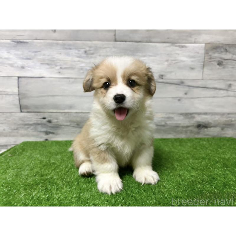 販売中の茨城県のウェルシュコーギーペンブローク-428260の3枚目