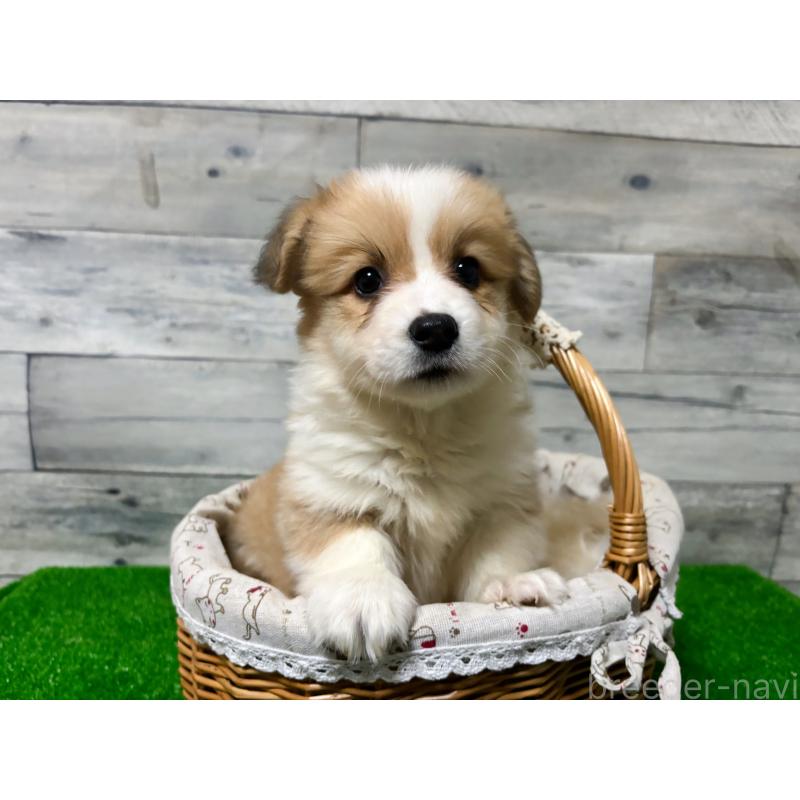 販売中の茨城県のウェルシュコーギーペンブローク-428260の2枚目