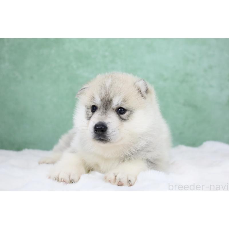 販売中の栃木県のシベリアンハスキー-428258の11枚目