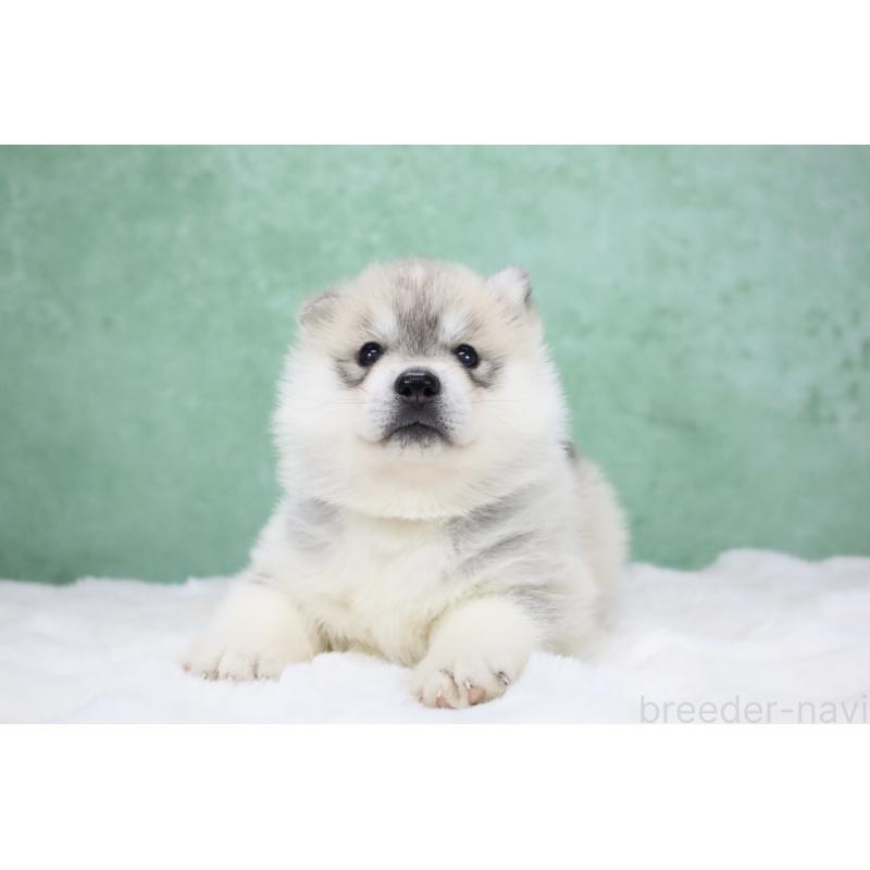 販売中の栃木県のシベリアンハスキー-428258の10枚目