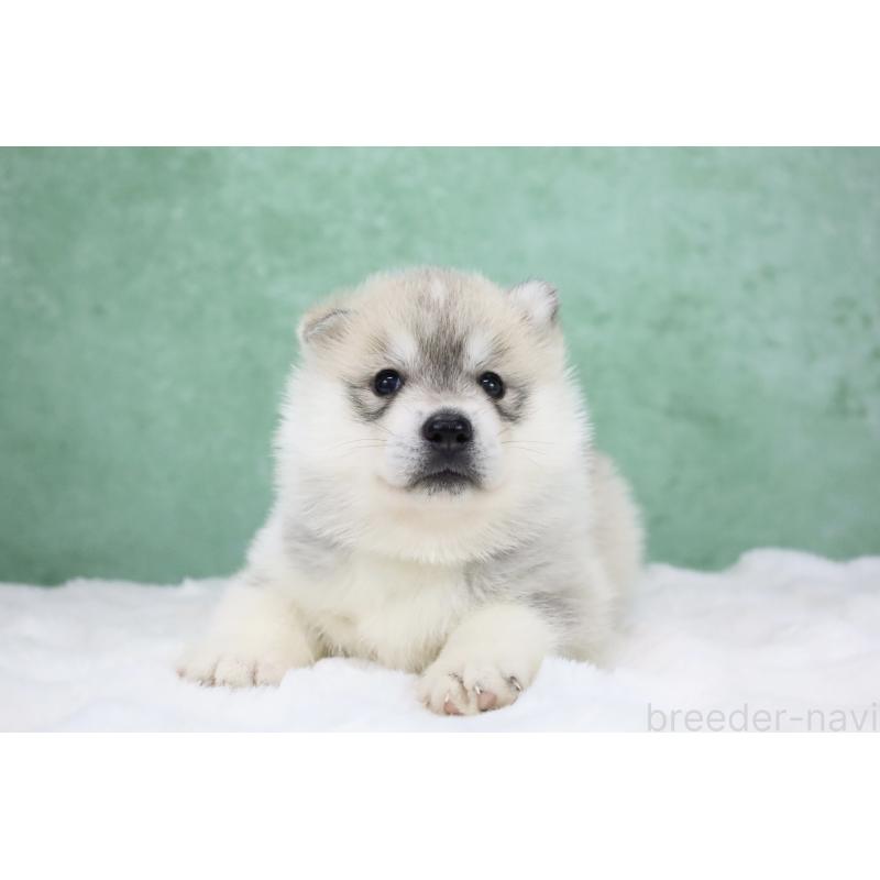 販売中の栃木県のシベリアンハスキー-428258の9枚目