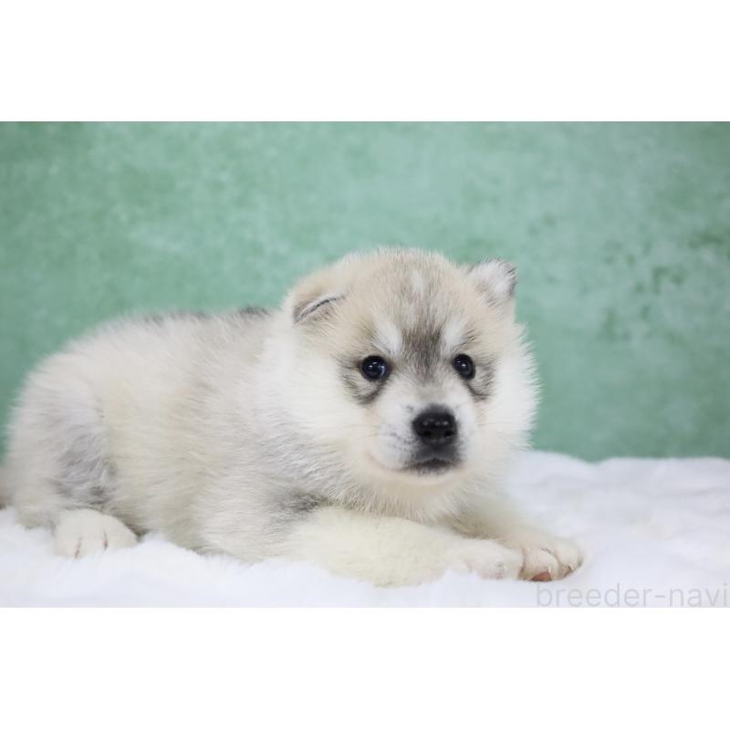 販売中の栃木県のシベリアンハスキー-428258の8枚目