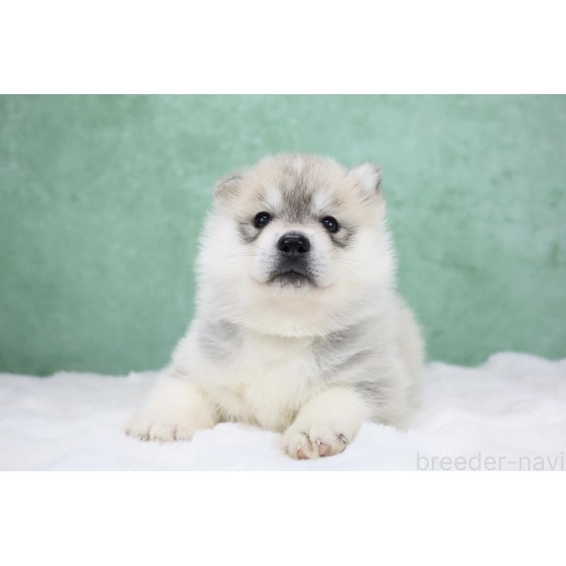 販売中の栃木県のシベリアンハスキー-428258の7枚目