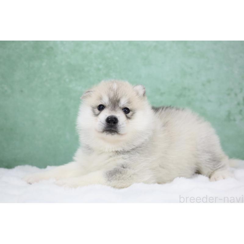 販売中の栃木県のシベリアンハスキー-428258