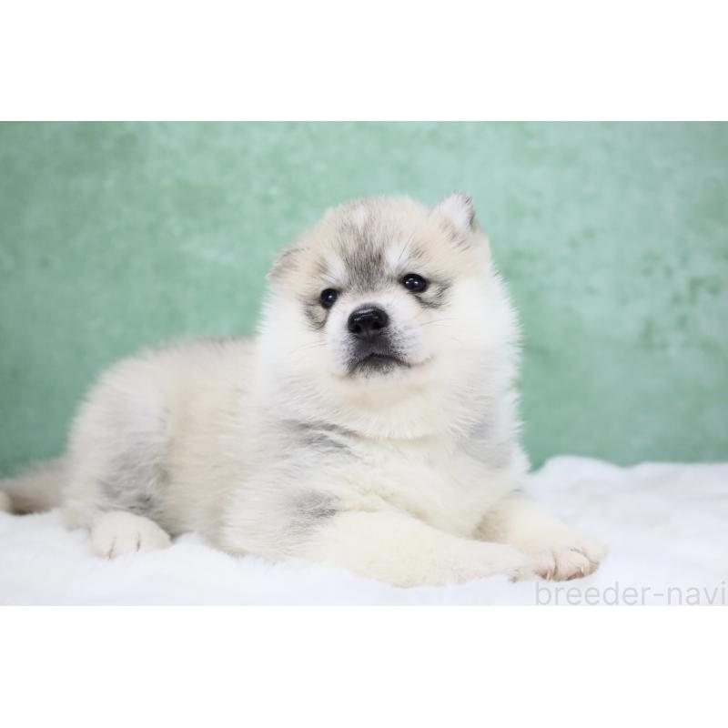 販売中の栃木県のシベリアンハスキー-428258の6枚目