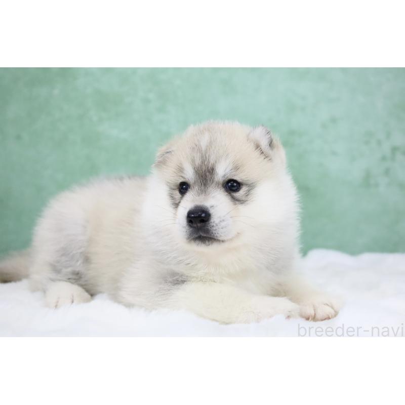 販売中の栃木県のシベリアンハスキー-428258の5枚目